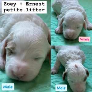 PETITE GOLDENDOODLE PUPPIES (GO HOME JUNE 20 2025)