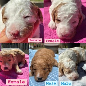 MINI GOLDENDOODLE PUPPIES (GO HOME JUNE 21 2025)