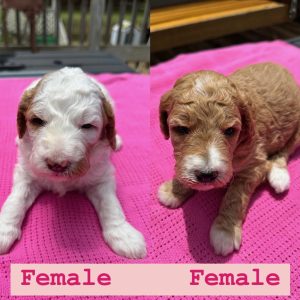2 FEMALE MINI GOLDENDOODLE PUPPIES (GO HOME JUNE 21 2025)