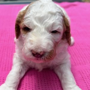 FEMALE MINI GOLDENDOODLE PUPPIES (GO HOME JUNE 21 2025)