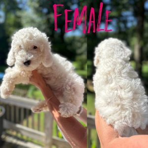FEMALE PETITE GOLDENDOODLE PUPPY (READY NOW)