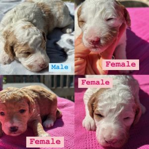 MINI GOLDENDOODLE PUPPIES (GO HOME JUNE 21 2025)