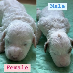 PETITE GOLDENDOODLE PUPPIES (GO HOME JUNE 20 2025)
