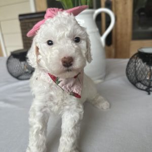 FEMALE PETITE GOLDENDOODLE PUPPIES (GO HOME JUNE 2025)