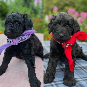 STANDARD GOLDENDOODLE PUPPIES (GO HOME JULY 2025)