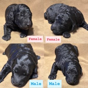 STANDARD GOLDENDOODLE PUPPIES (GO HOME JULY 2025)