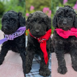 STANDARD GOLDENDOODLE PUPPIES (GO HOME JULY 2025)
