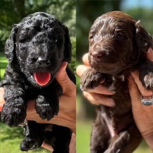 MINI GOLDENDOODLE MALE PUPPIES (GO HOME AUGUST 2025)