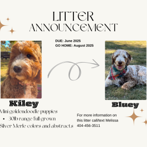 MINI GOLDENDOODLE PUPPIES (GO HOME AUGUST 2025)