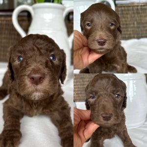 MEDIUM MALE GOLDENDOODLE PUPPIES (GO HOME SEPTEMBER 2025)