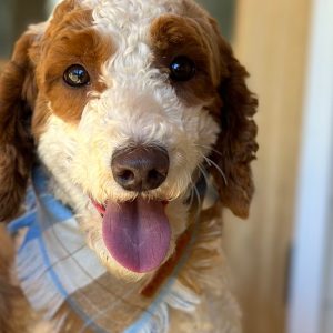 F1B GOLDENDOODLE MALE
