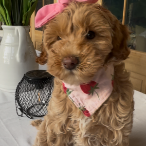 FEMALE PETITE GOLDENDOODLE PUPPIES (GO HOME NOW)