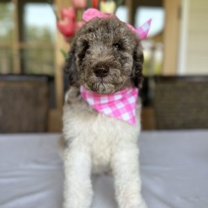 FEMALE MEDIUM GOLDENDOODLE PUPPIES (READY NOW)