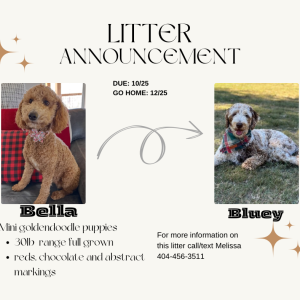 MINI GOLDENDOODLE PUPPPIES (GO HOME DECEMBER 2025)