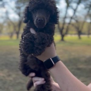 MINI POODLE MALE (READY NOW)