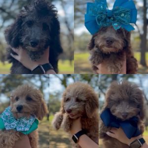 Petite goldendoodle puppies (READY NOW)