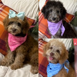 Petite goldendoodle puppies (READY NOW)