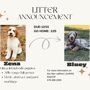 MINI GOLDENDOODLE PUPPPIES (GO HOME JANUARY 2025)