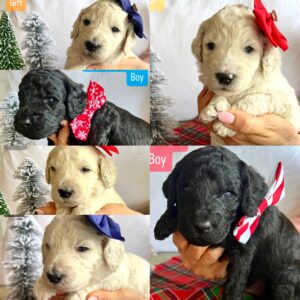 Medium goldendoodle puppies (go home December 22 2023)